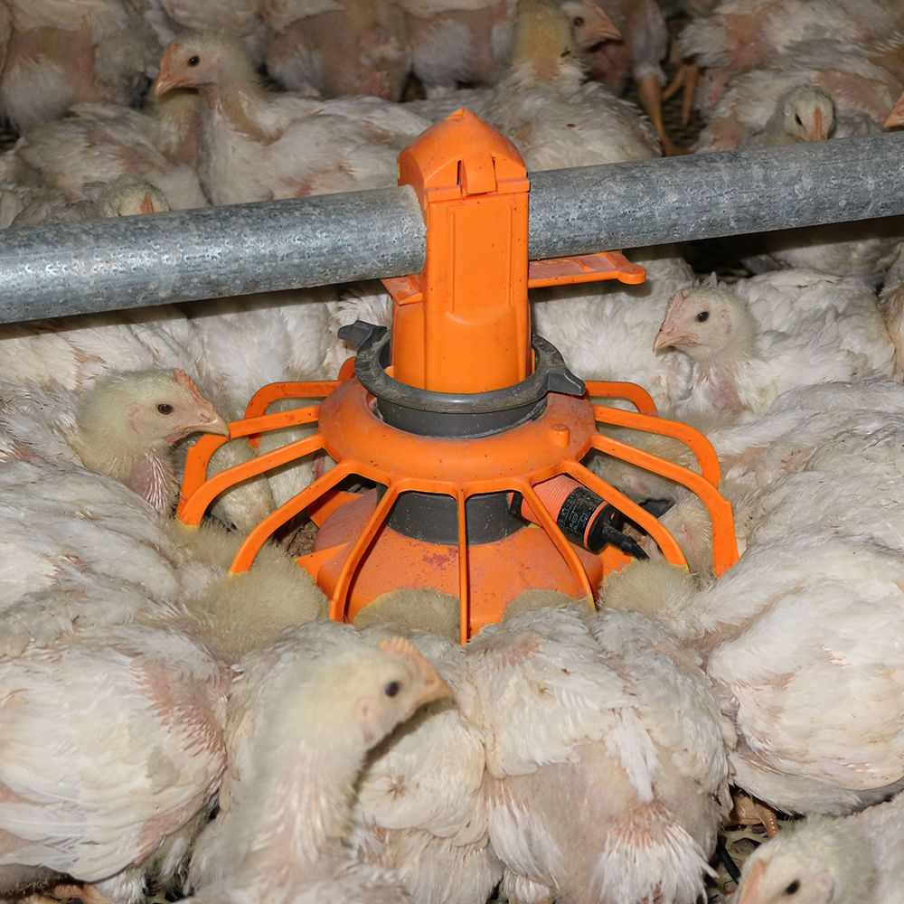 High-Quality-Broiler-Poultry-Farm-Automatic-System-Feeding-Equipment.jpg