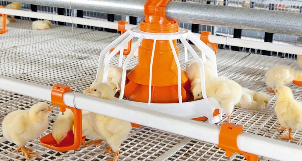 How Sealed Water Line Systems Improve Poultry Water Quality & Breeding Efficiency